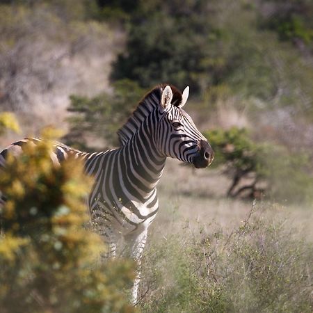 Bukela Game Lodge - Amakhala viltreservat Exteriör bild