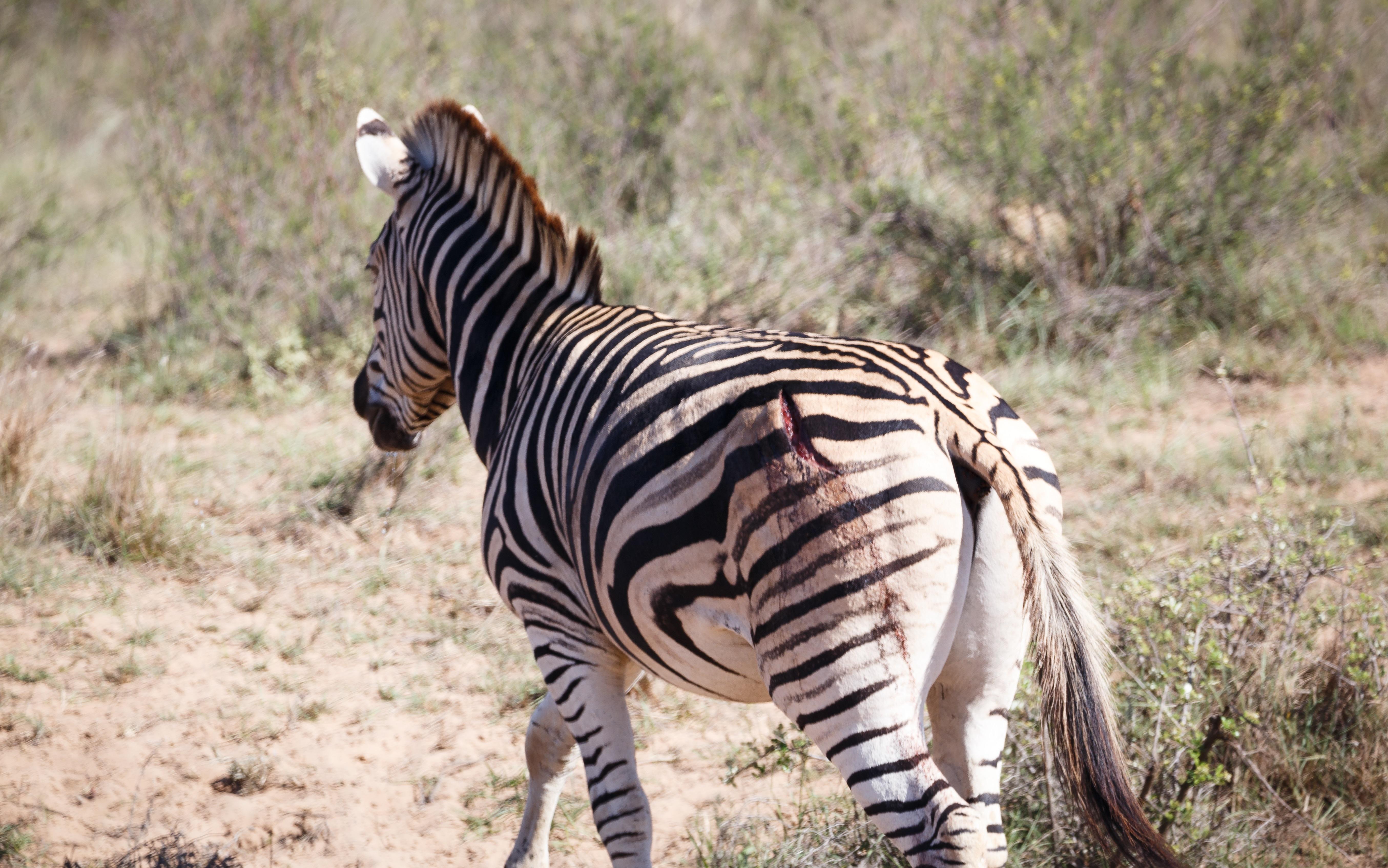 Bukela Game Lodge - Amakhala viltreservat Exteriör bild