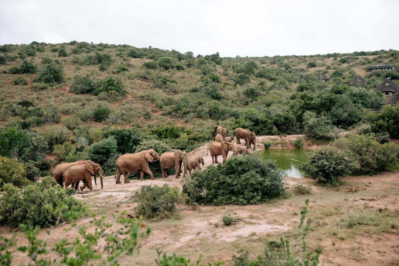 Bukela Game Lodge - Amakhala viltreservat Exteriör bild