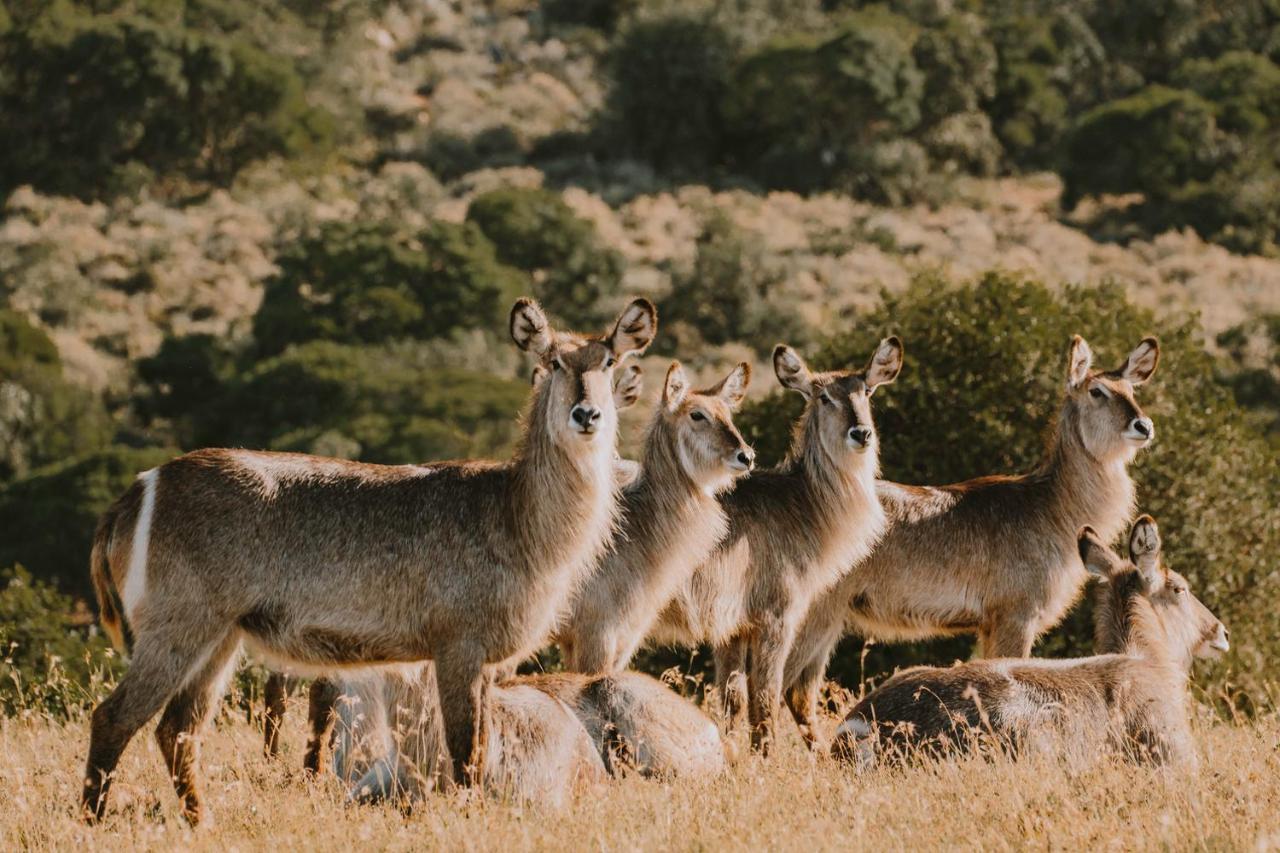 Bukela Game Lodge - Amakhala viltreservat Exteriör bild