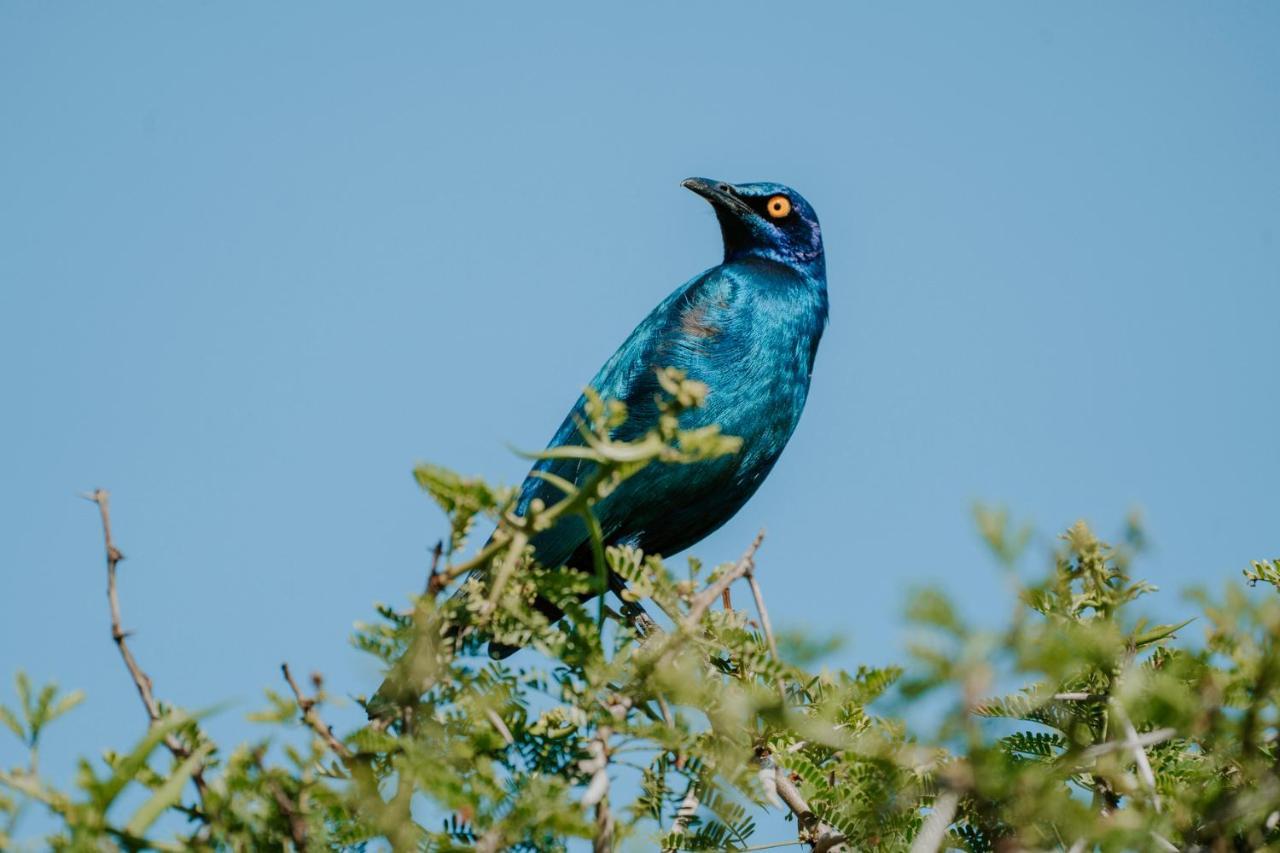 Bukela Game Lodge - Amakhala viltreservat Exteriör bild