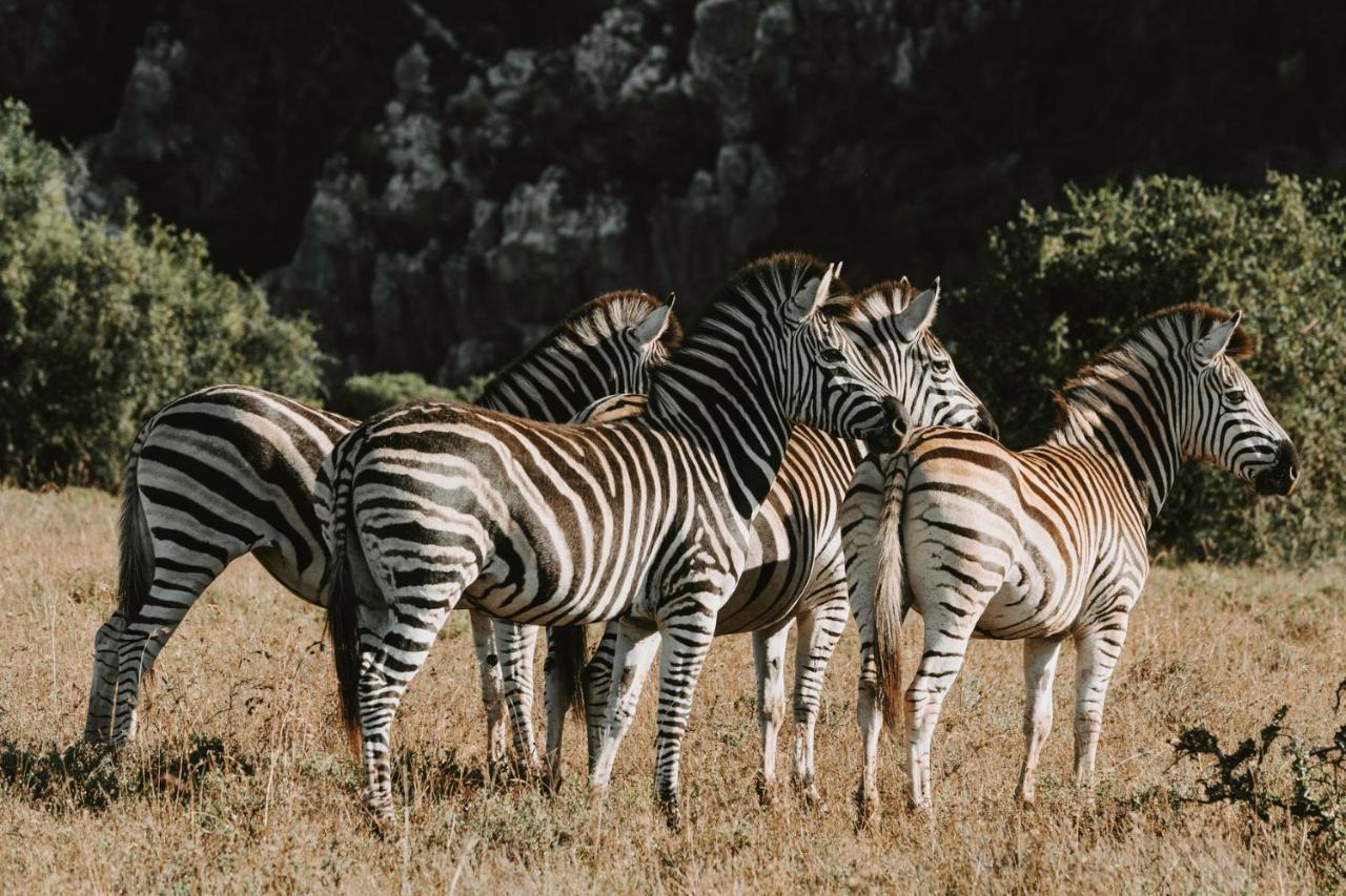Bukela Game Lodge - Amakhala viltreservat Exteriör bild