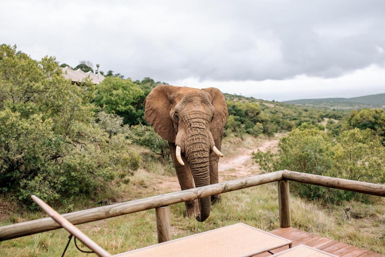 Bukela Game Lodge - Amakhala viltreservat Exteriör bild