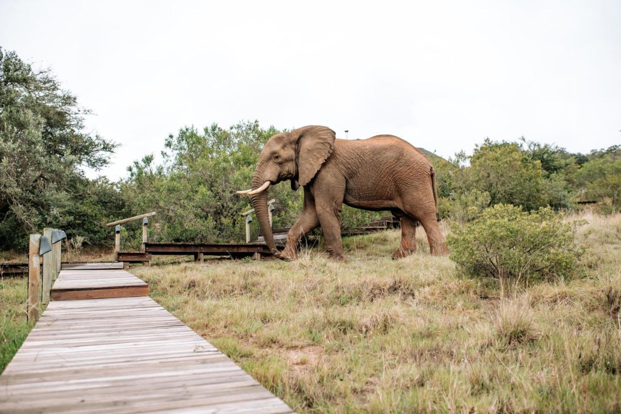 Bukela Game Lodge - Amakhala viltreservat Exteriör bild