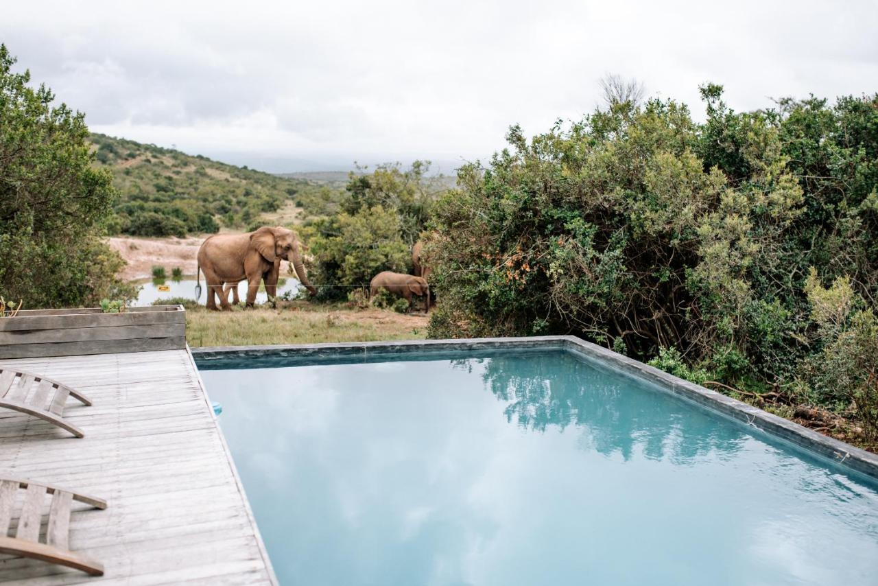 Bukela Game Lodge - Amakhala viltreservat Exteriör bild