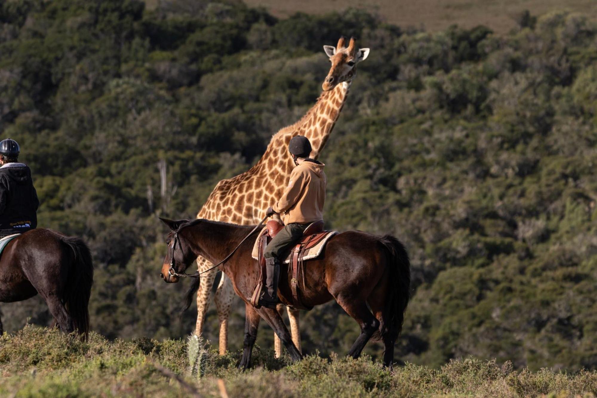 Bukela Game Lodge - Amakhala viltreservat Exteriör bild