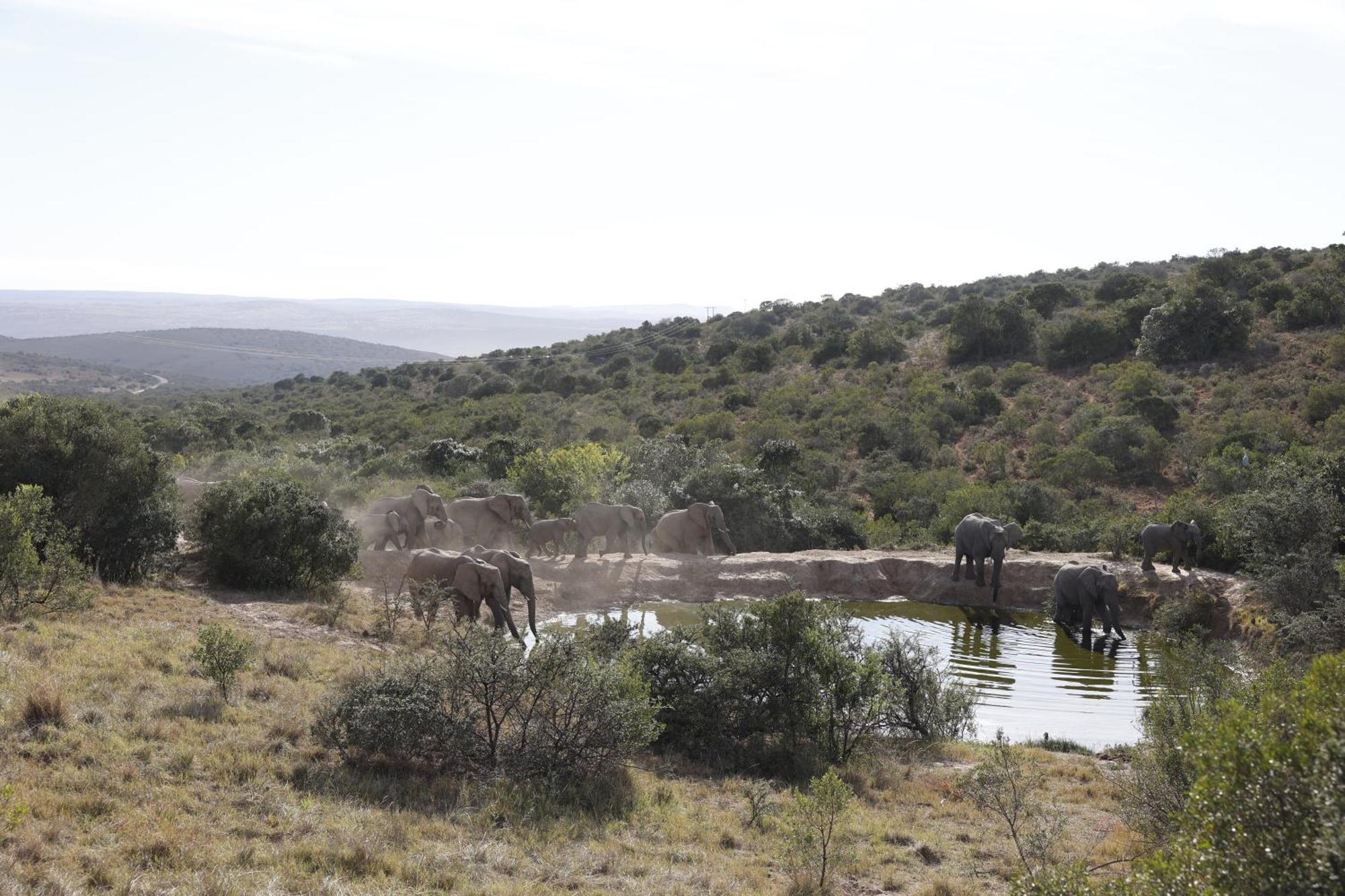 Bukela Game Lodge - Amakhala viltreservat Exteriör bild