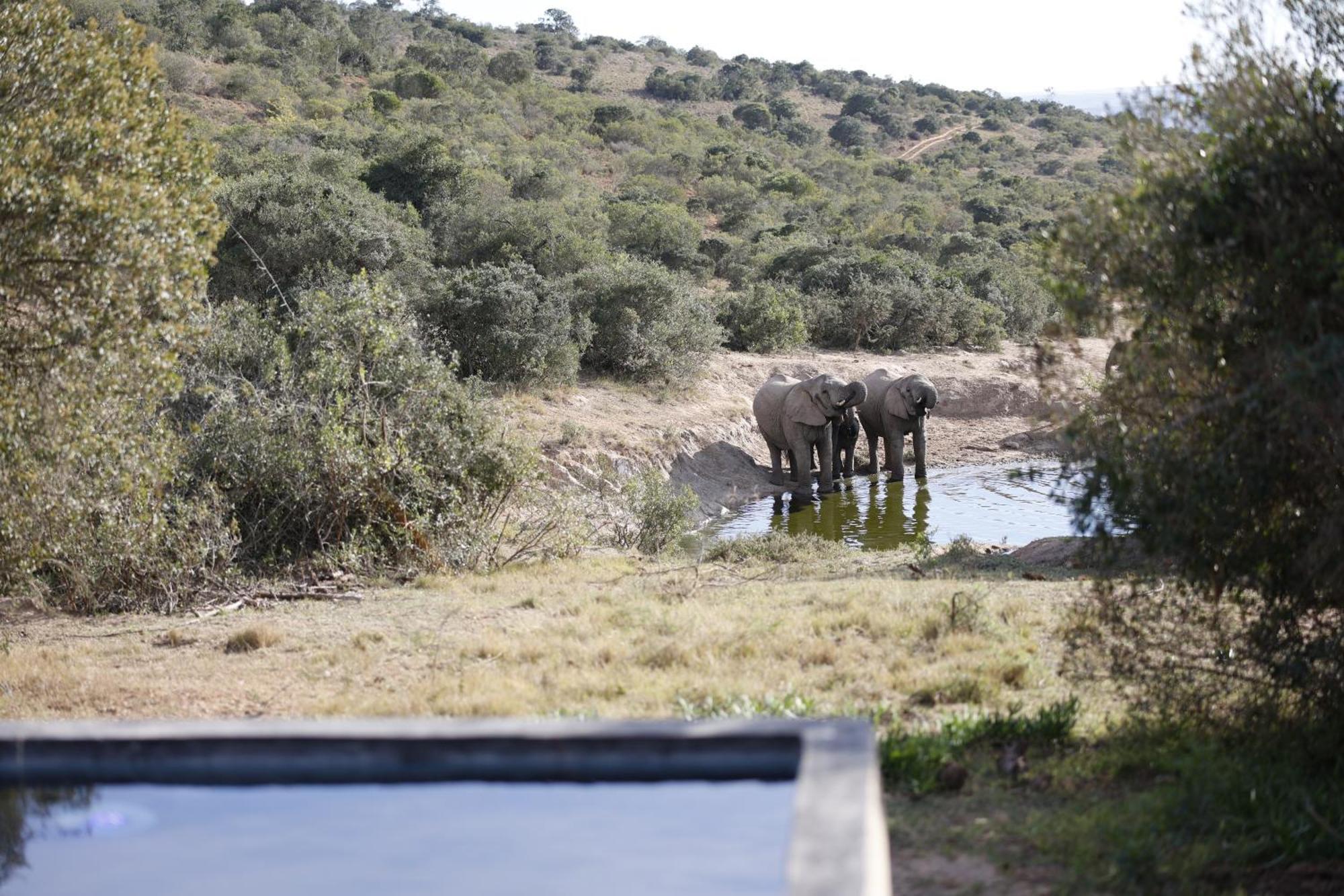 Bukela Game Lodge - Amakhala viltreservat Exteriör bild