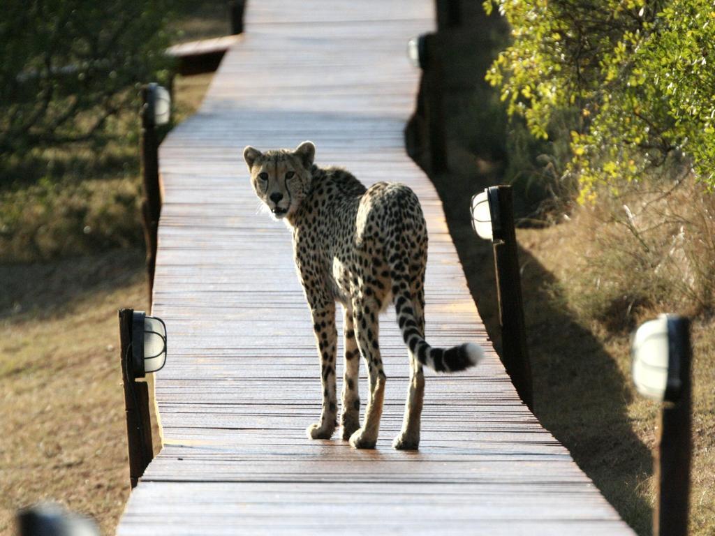 Bukela Game Lodge - Amakhala viltreservat Exteriör bild